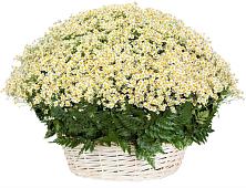 Цветочная композиция из Ромашки в корзине #REPLACE_PRED# Шварцевский